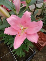 [5710 DJ OR-02 No02.JPG]